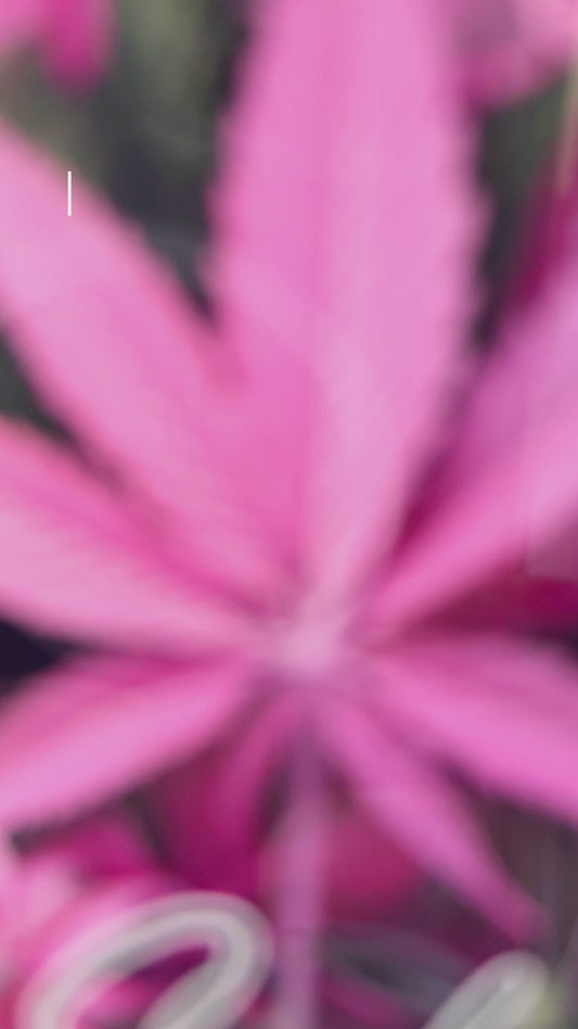 Pink In My Area - Personalized Weed Car Ornament